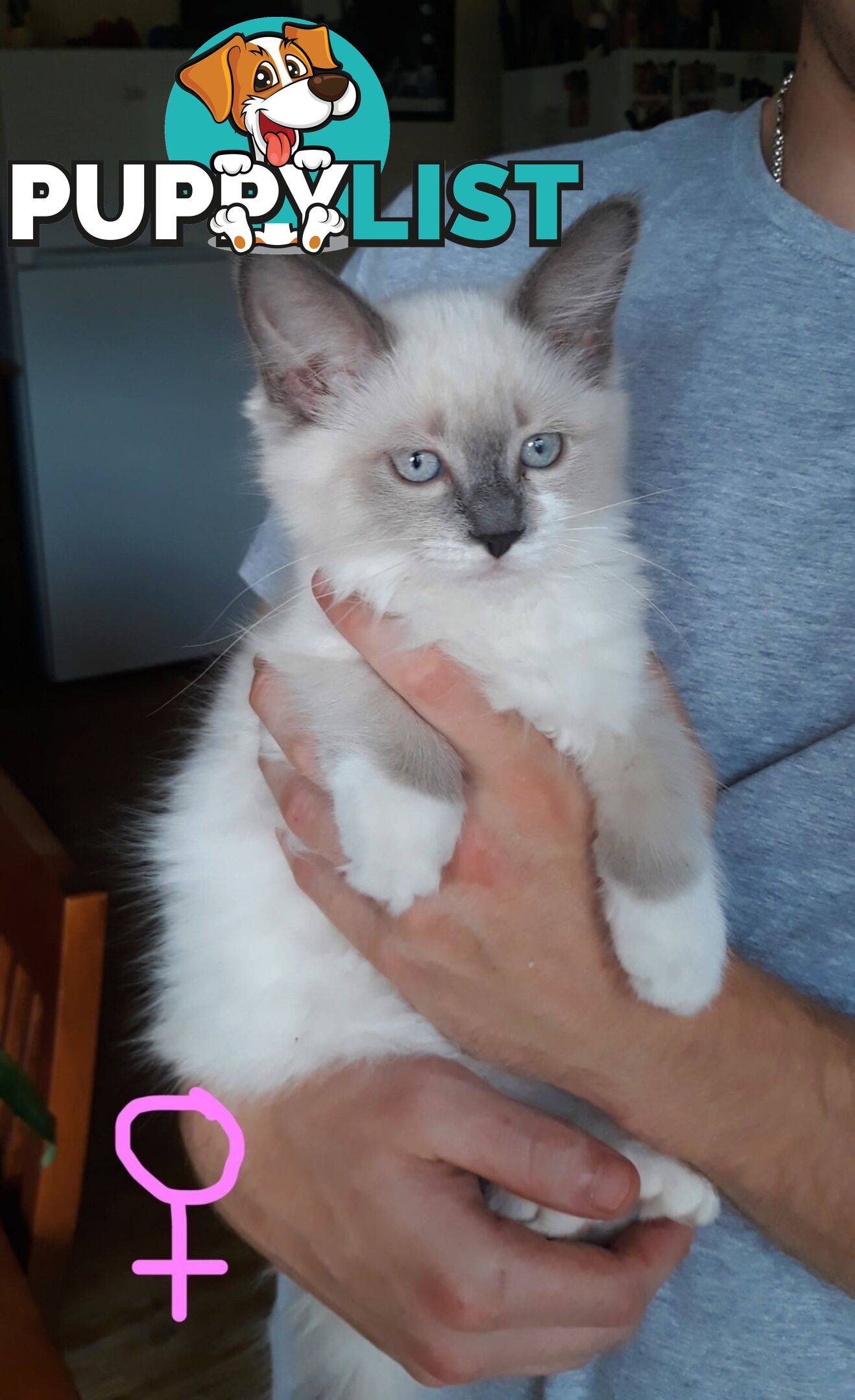 Purebred Ragdoll kittens