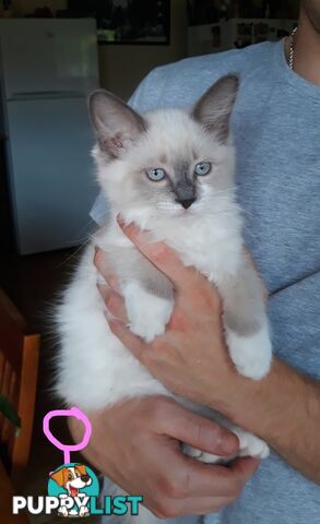 Purebred Ragdoll kittens