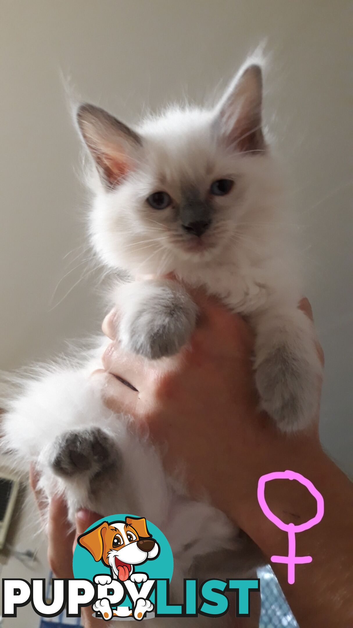 Purebred Ragdoll kittens