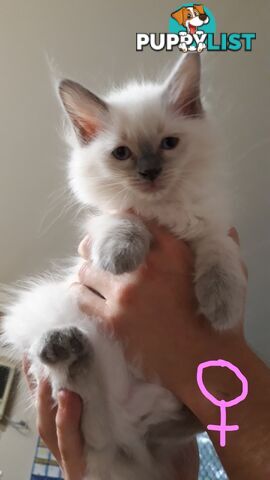 Purebred Ragdoll kittens