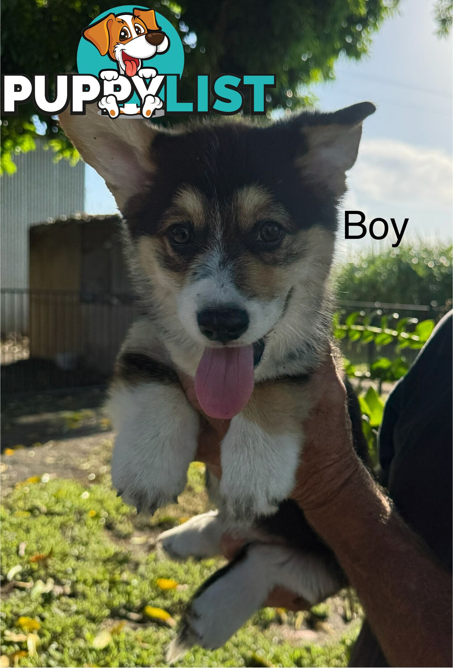 Pembroke corgi pups