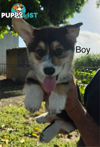 Pembroke corgi pups