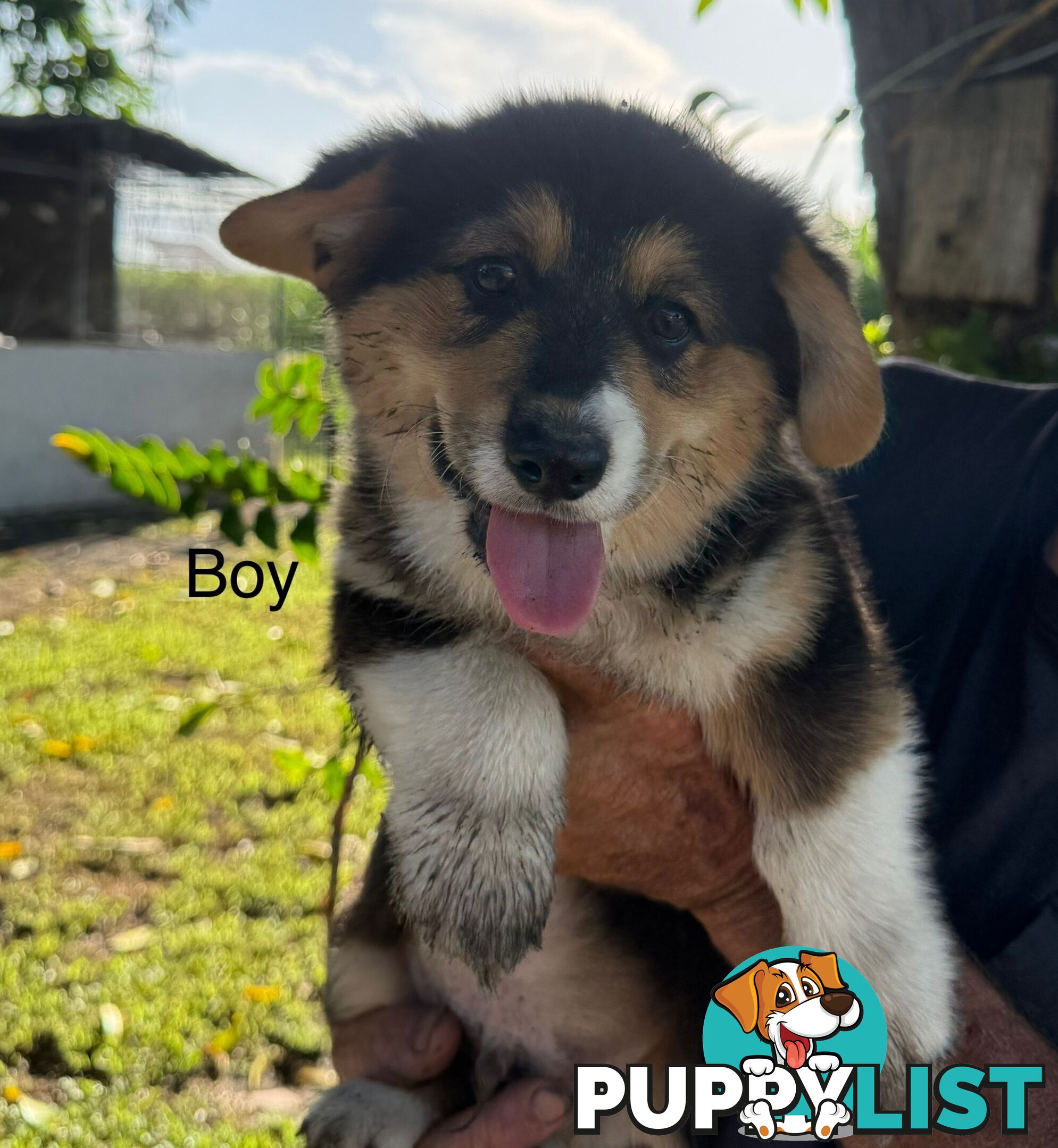 Pembroke corgi pups