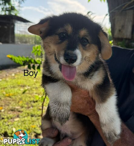 Pembroke corgi pups