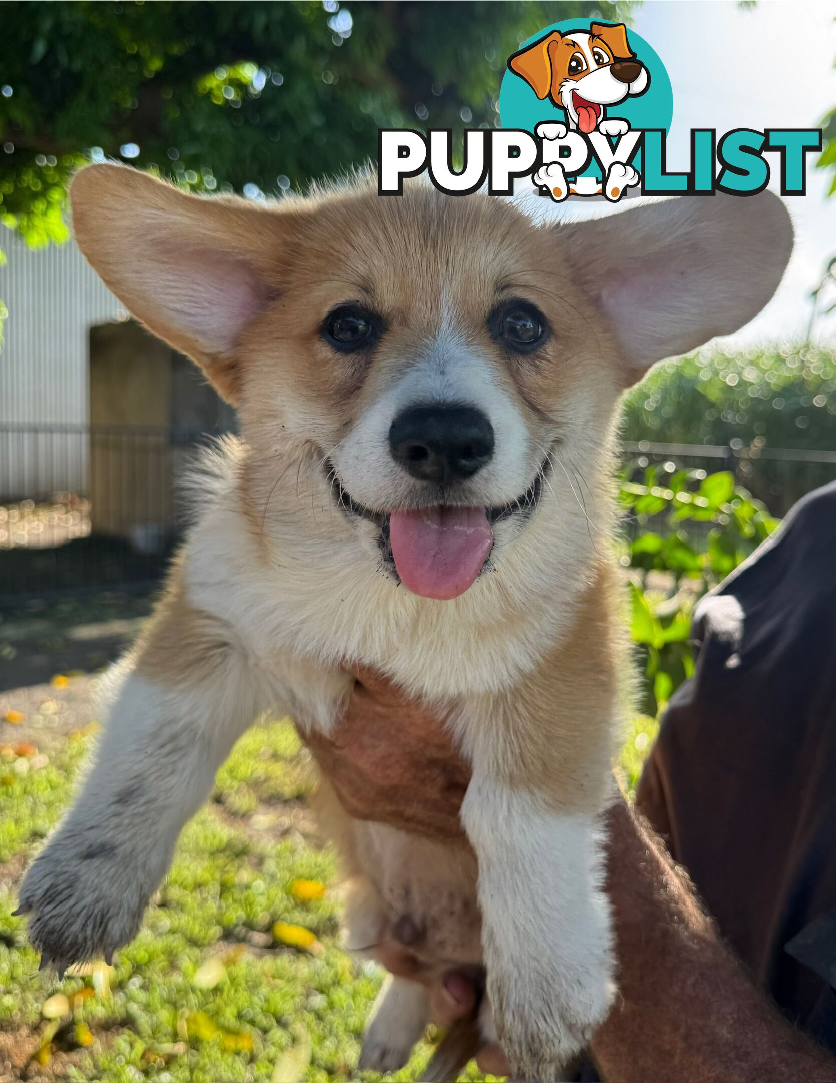 Pembroke corgi pups