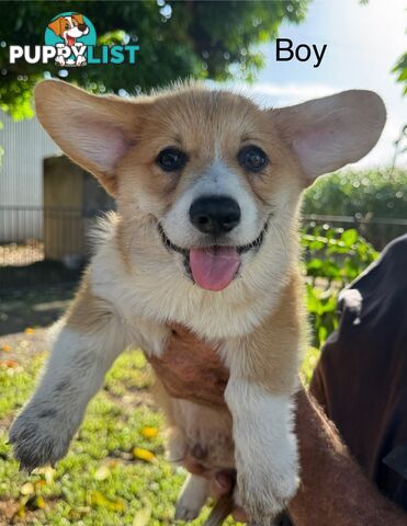 Pembroke corgi pups