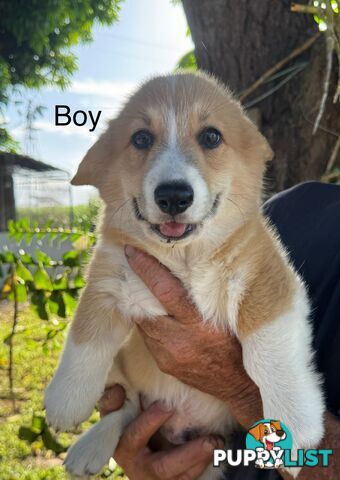 Pembroke corgi pups