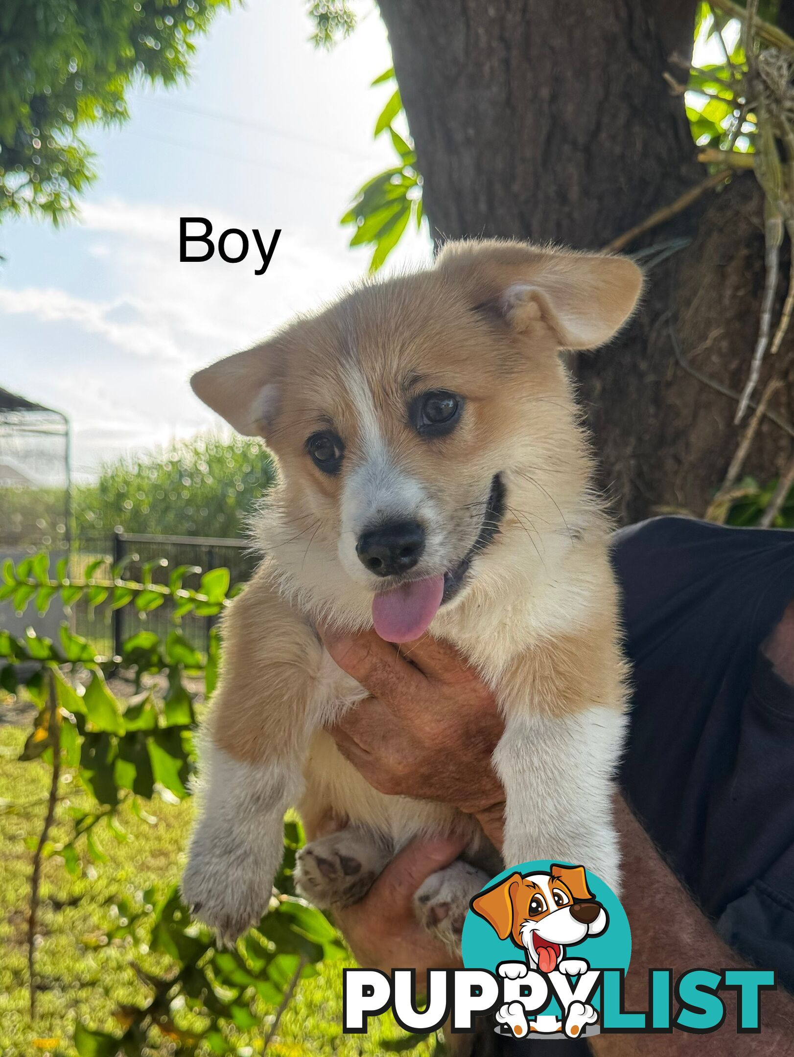 Pembroke corgi pups