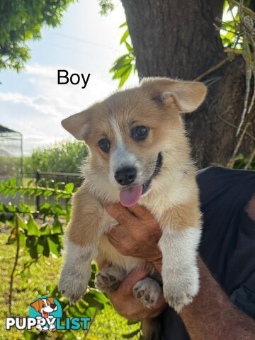 Pembroke corgi pups