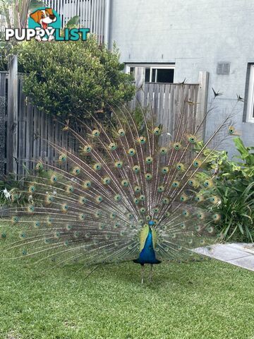 Unit 7/18 Whales Parade DIAMOND BEACH NSW 2430