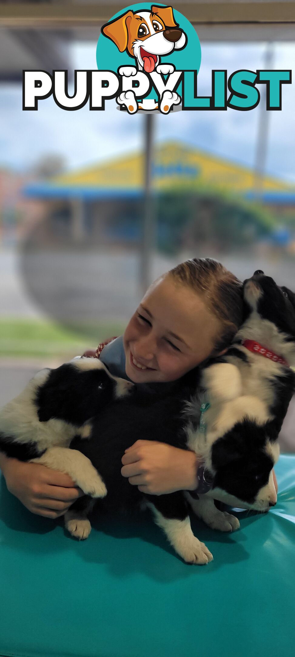 Border Collie Puppies