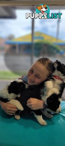 Border Collie Puppies