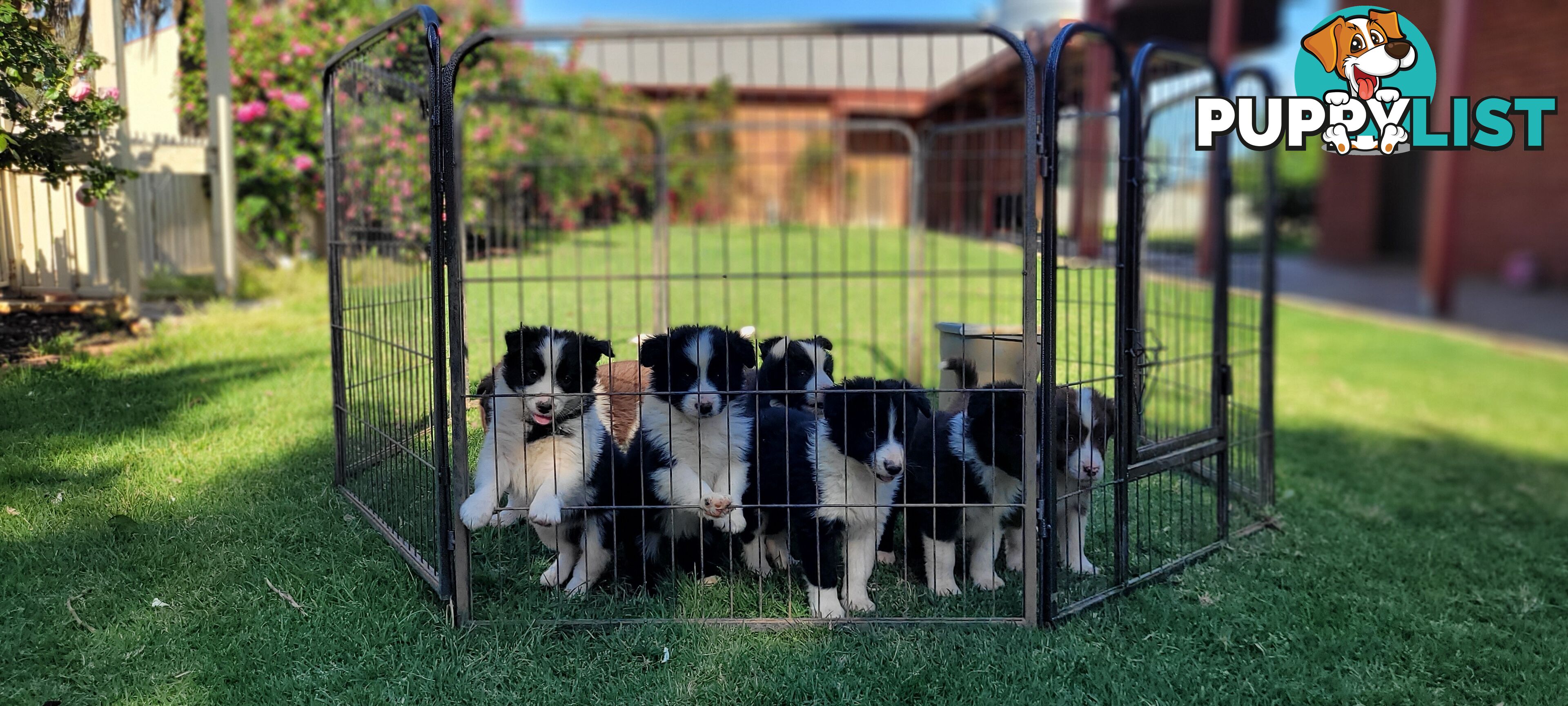 Border Collie Puppies