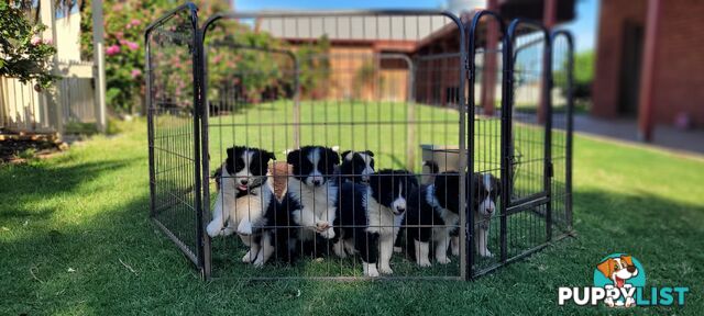 Border Collie Puppies