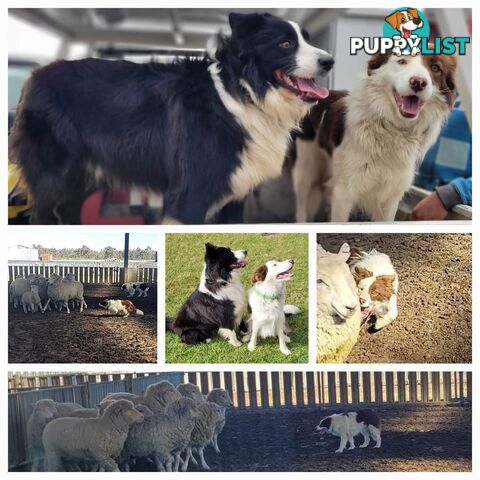 Border Collie Puppies