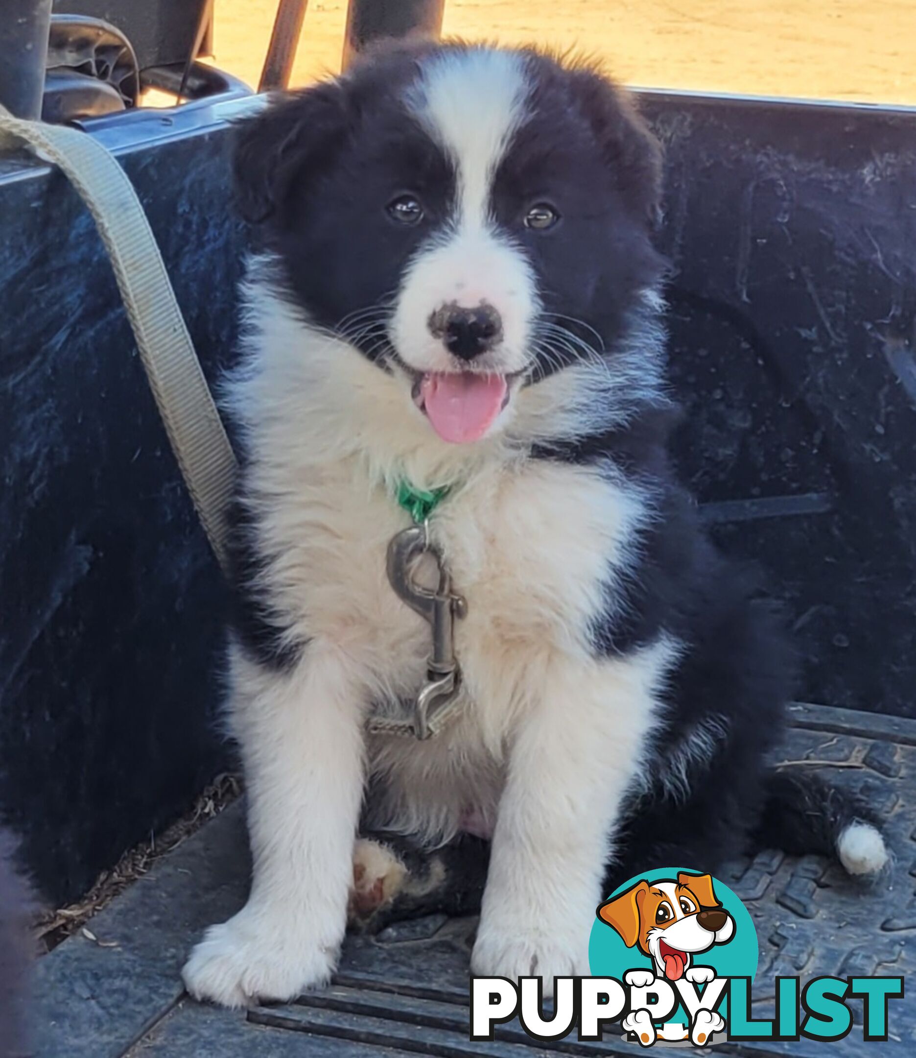 Border Collie Puppies