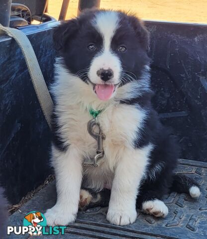 Border Collie Puppies