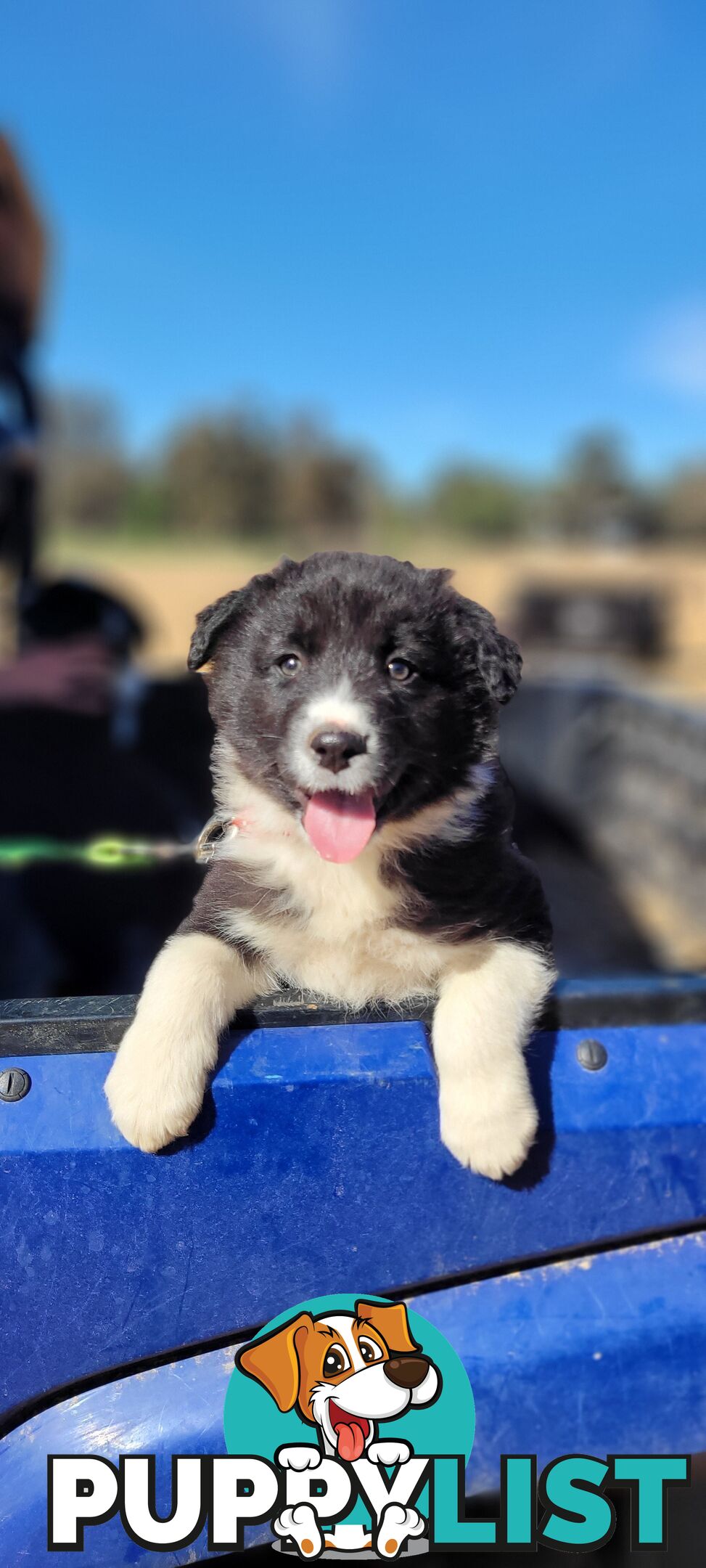 Border Collie Puppies