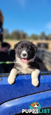 Border Collie Puppies