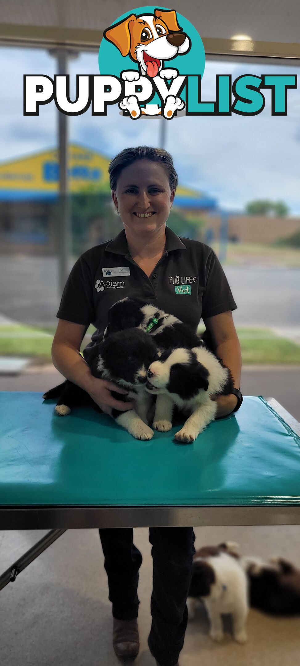 Border Collie Puppies