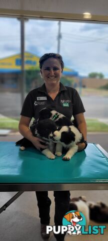 Border Collie Puppies