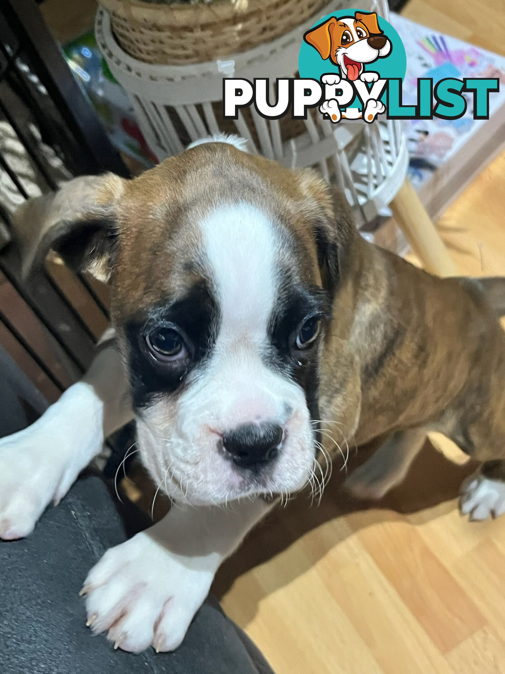 Purebred Boxer Puppies