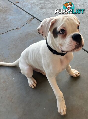 Purebred Boxer Puppies