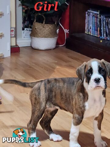 Purebred Boxer Puppies