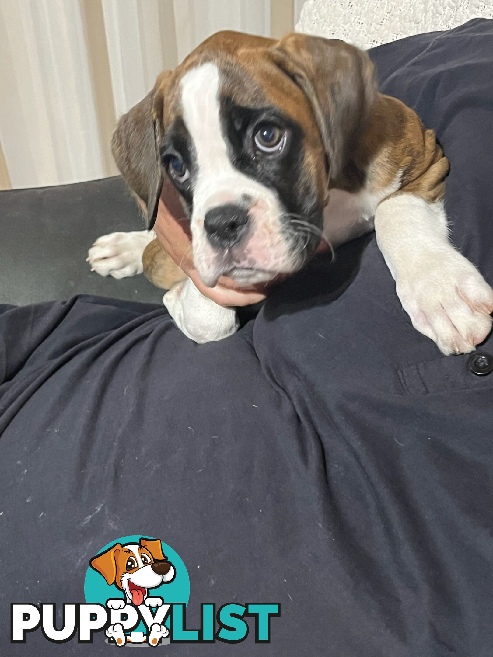 Purebred Boxer Puppies