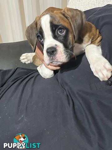 Purebred Boxer Puppies