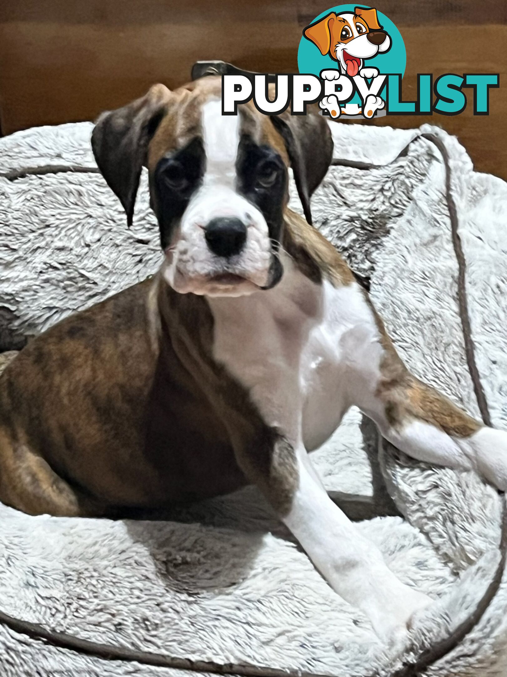 Purebred Boxer Puppies