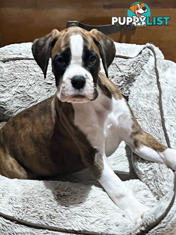 Purebred Boxer Puppies