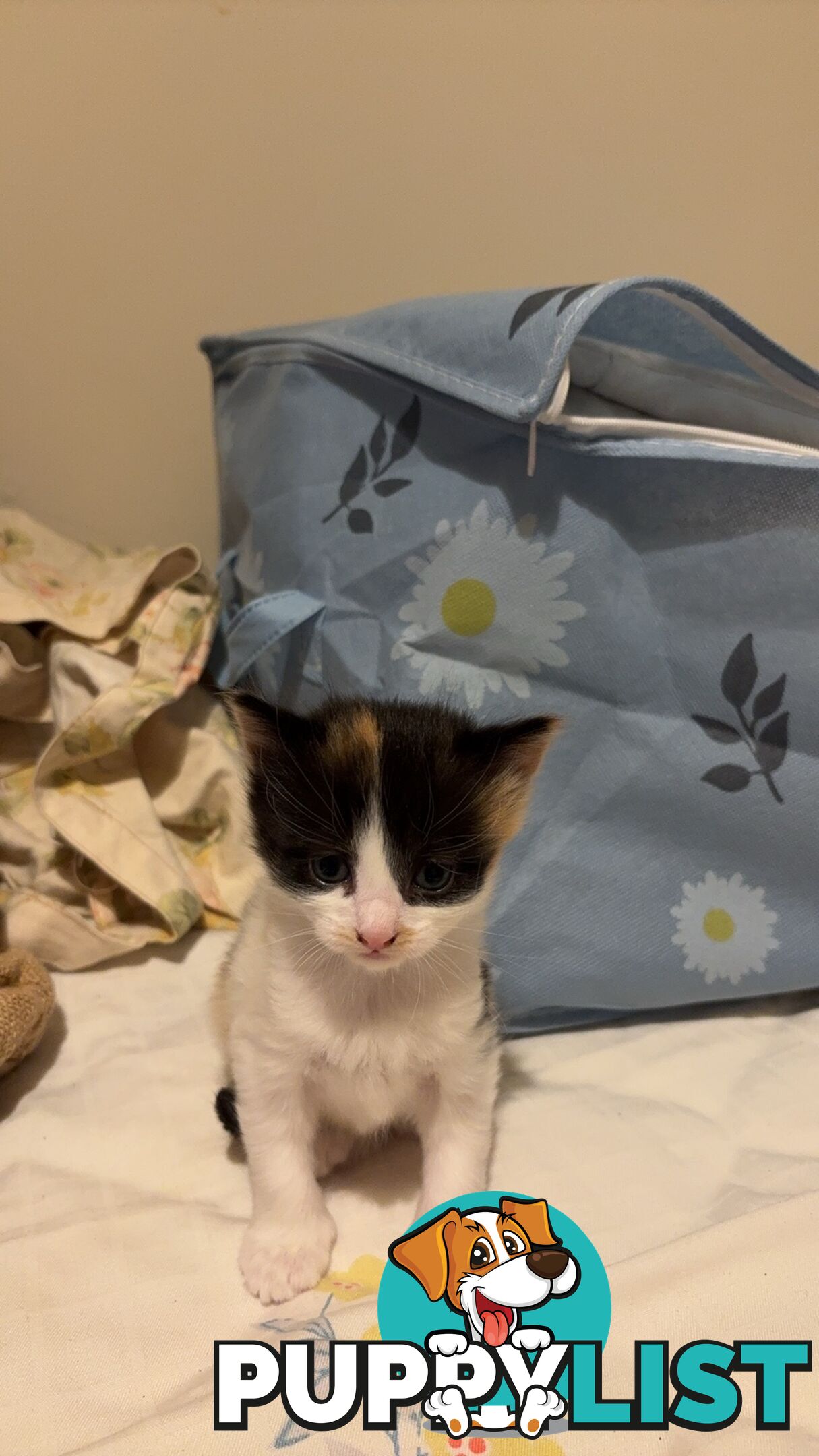 Adorable Kittens Looking for Their Forever Homes!