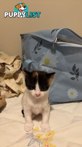 Adorable Kittens Looking for Their Forever Homes!