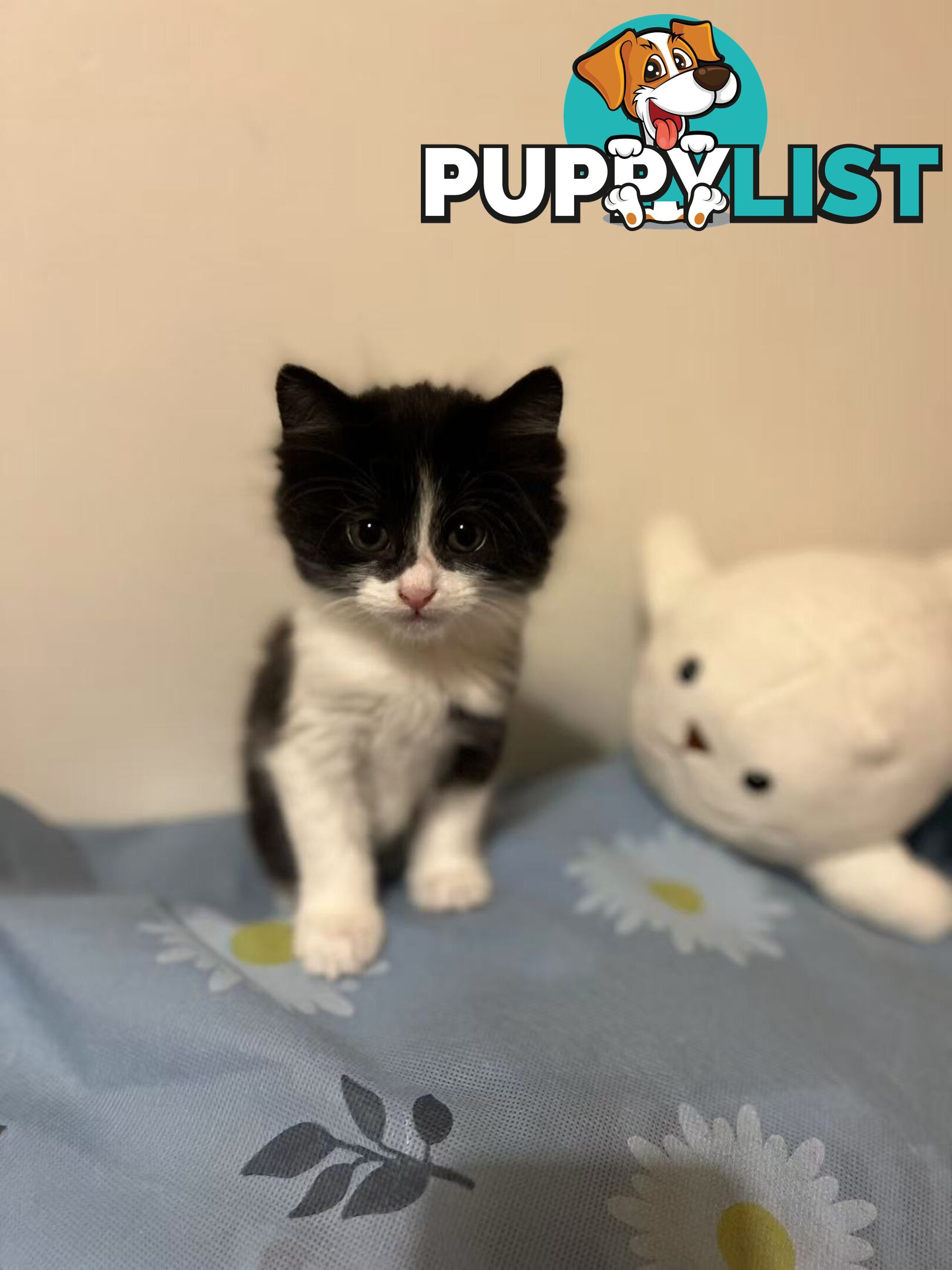 Adorable Kittens Looking for Their Forever Homes!