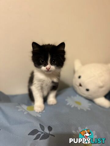 Adorable Kittens Looking for Their Forever Homes!