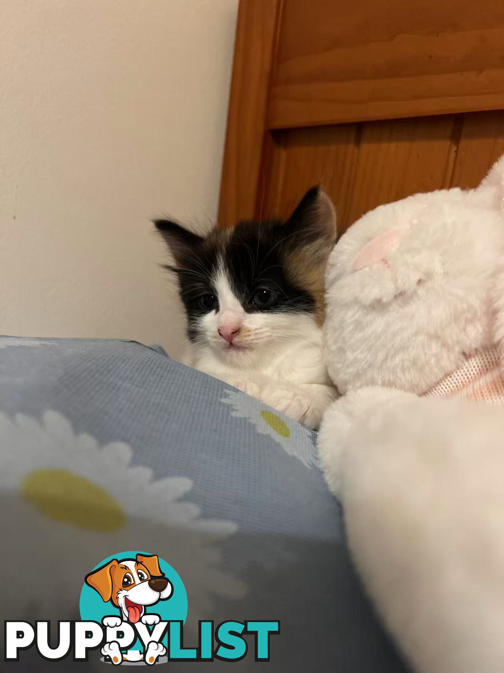 Adorable Kittens Looking for Their Forever Homes!