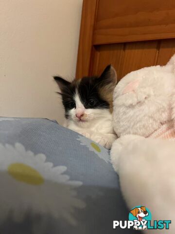 Adorable Kittens Looking for Their Forever Homes!