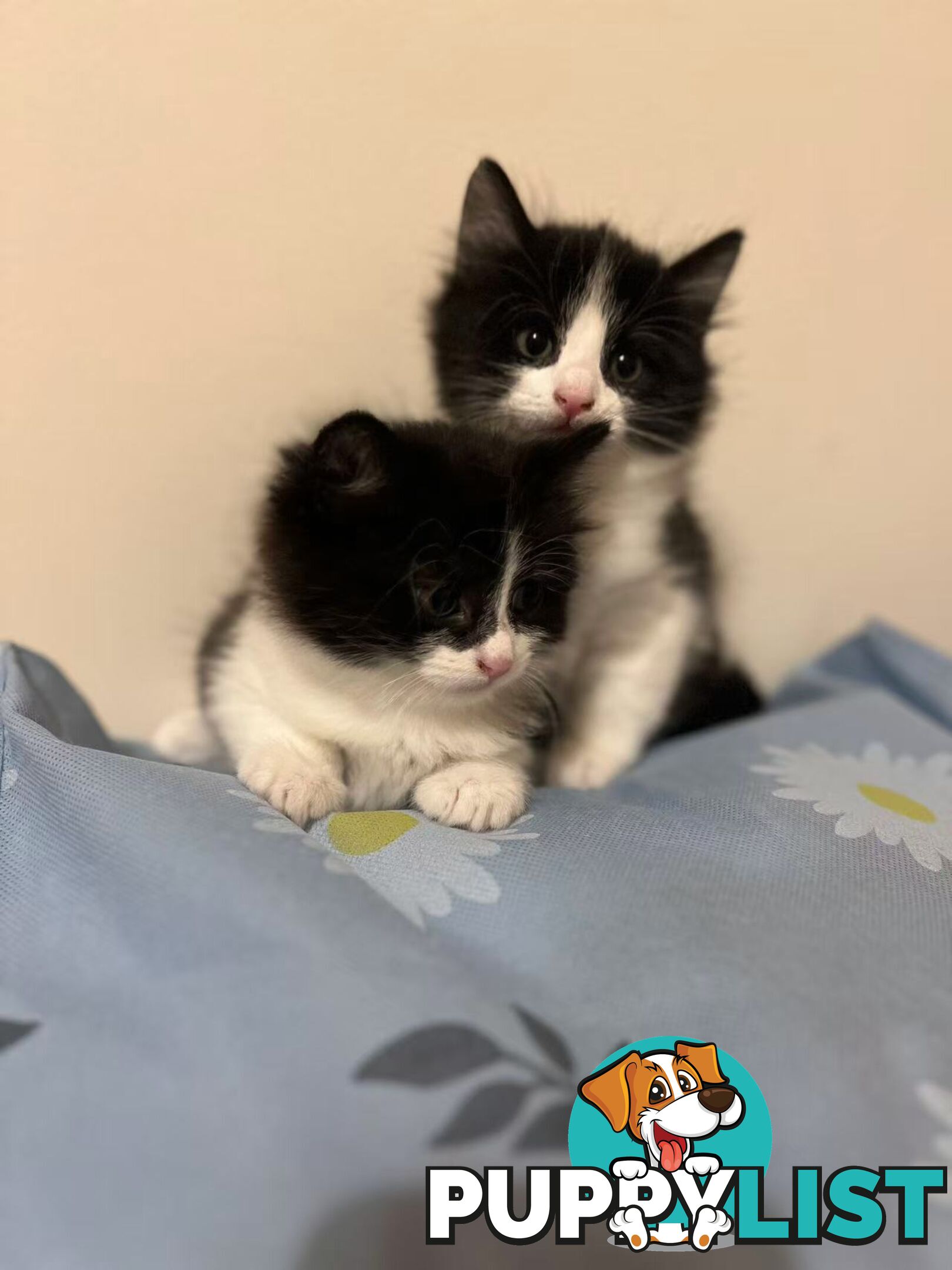 Adorable Kittens Looking for Their Forever Homes!