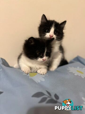 Adorable Kittens Looking for Their Forever Homes!
