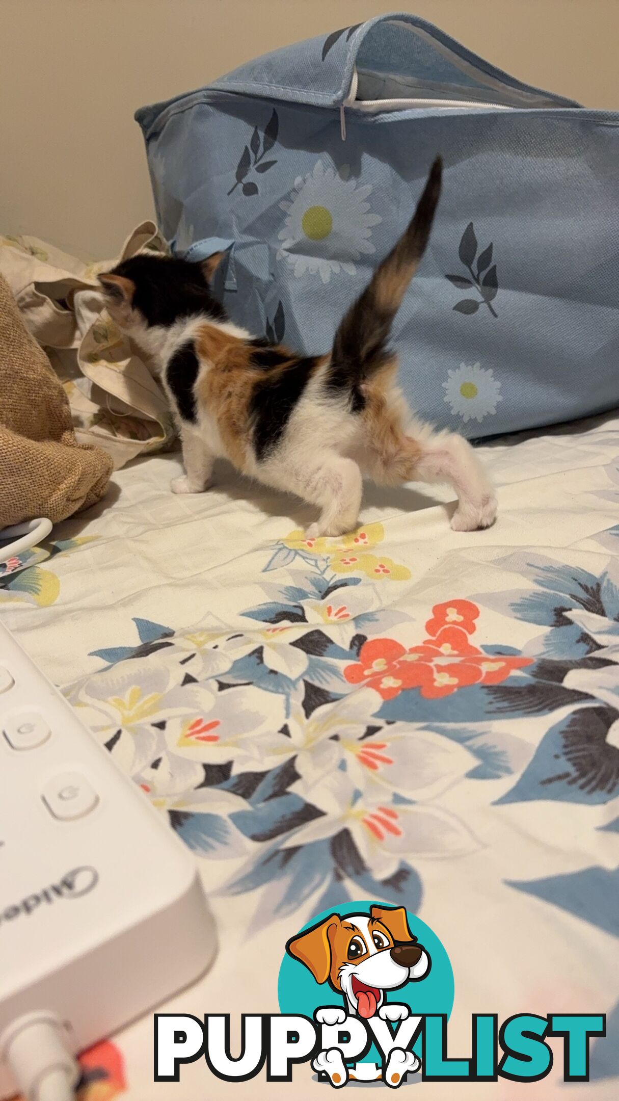 Adorable Kittens Looking for Their Forever Homes!