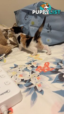 Adorable Kittens Looking for Their Forever Homes!