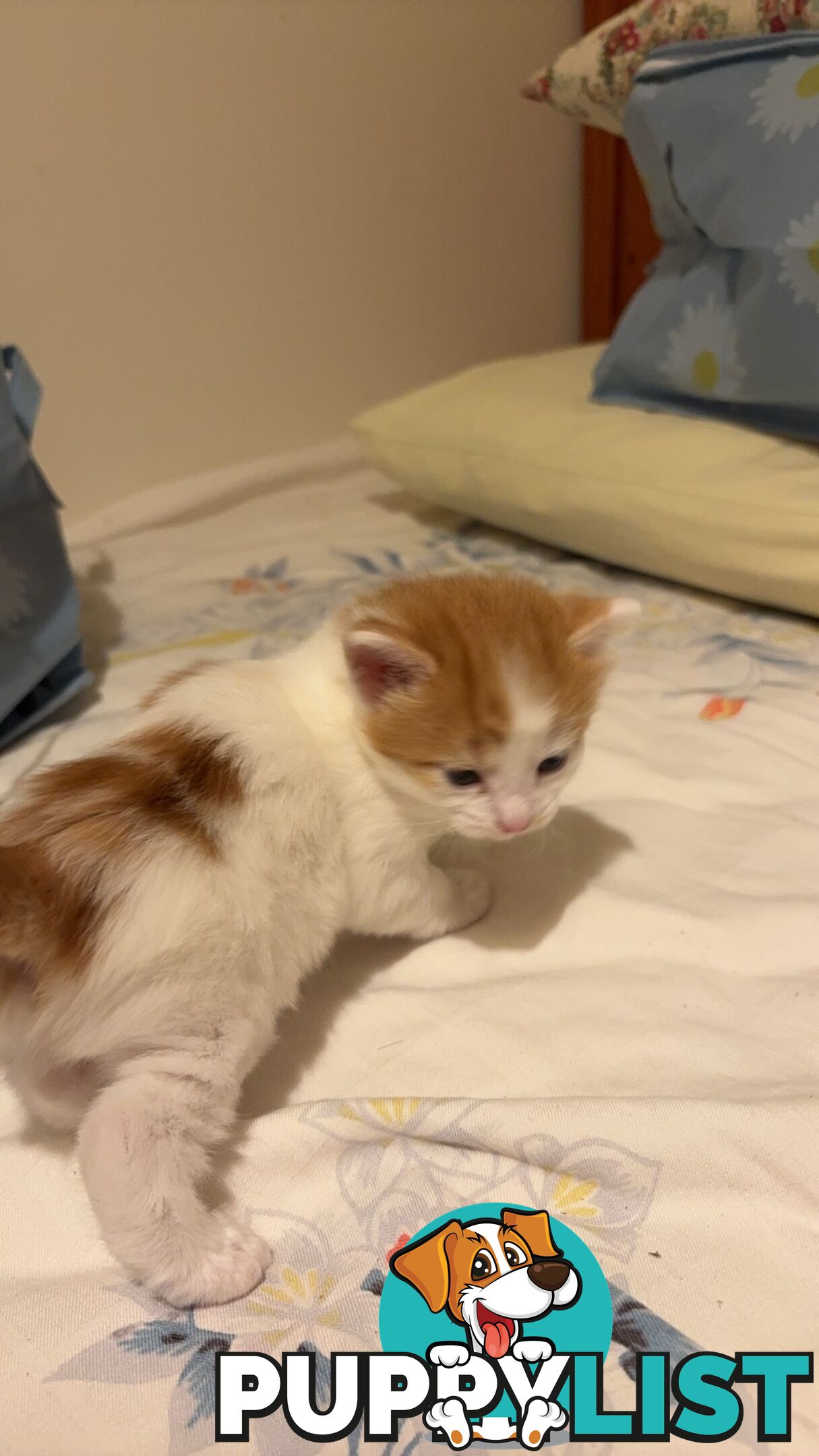 Adorable Kittens Looking for Their Forever Homes!