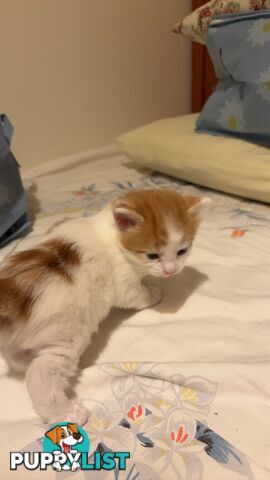 Adorable Kittens Looking for Their Forever Homes!