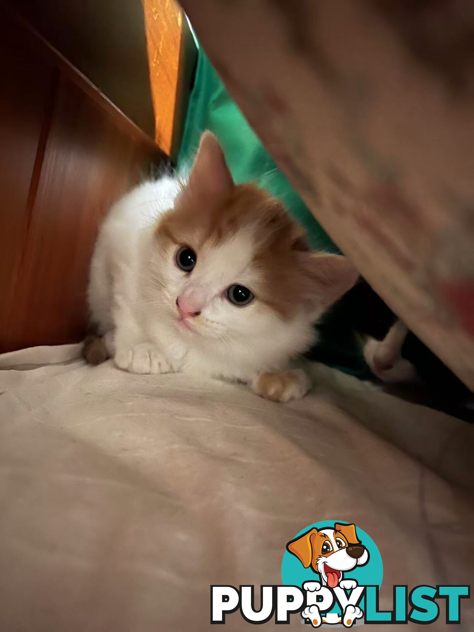 Adorable Kittens Looking for Their Forever Homes!