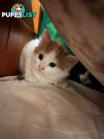 Adorable Kittens Looking for Their Forever Homes!