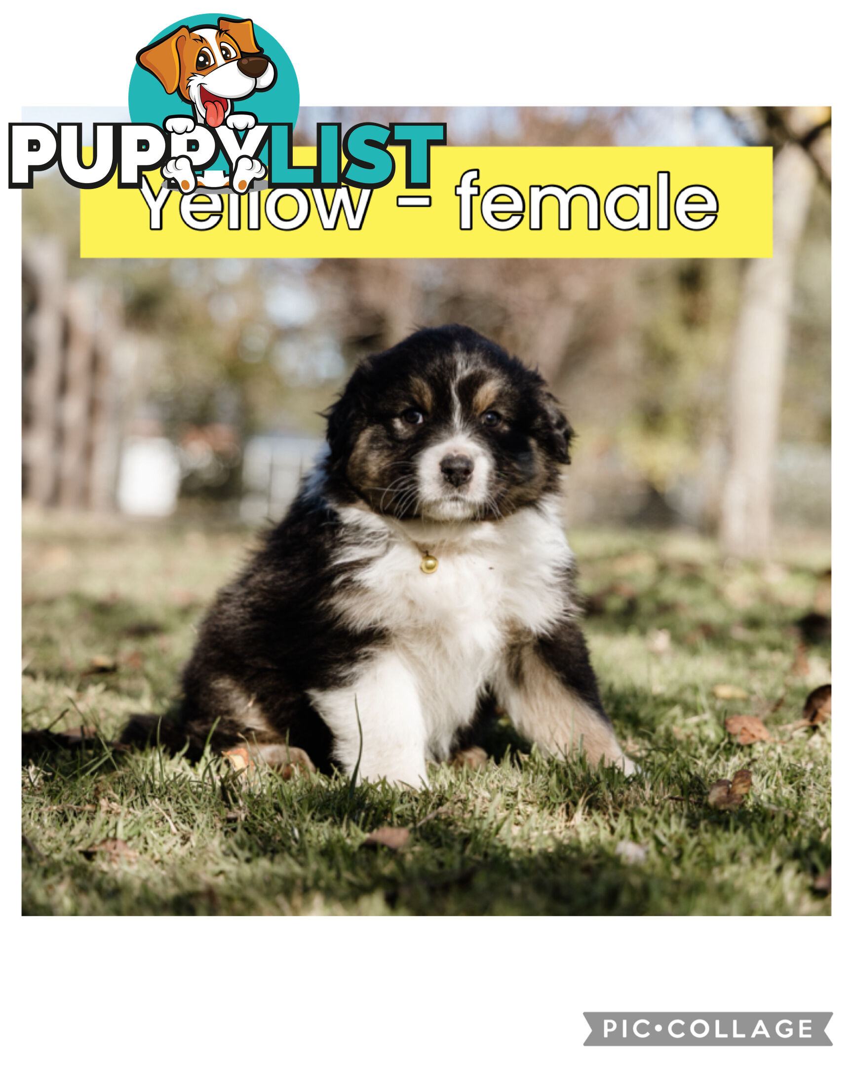 Pure bred Australian shepherd pups