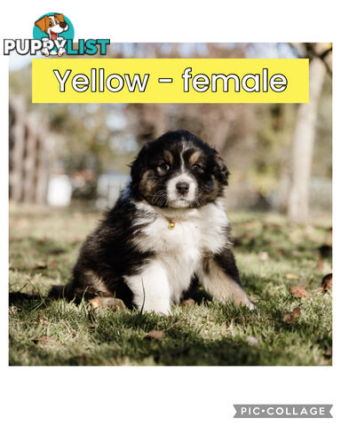 Pure bred Australian shepherd pups