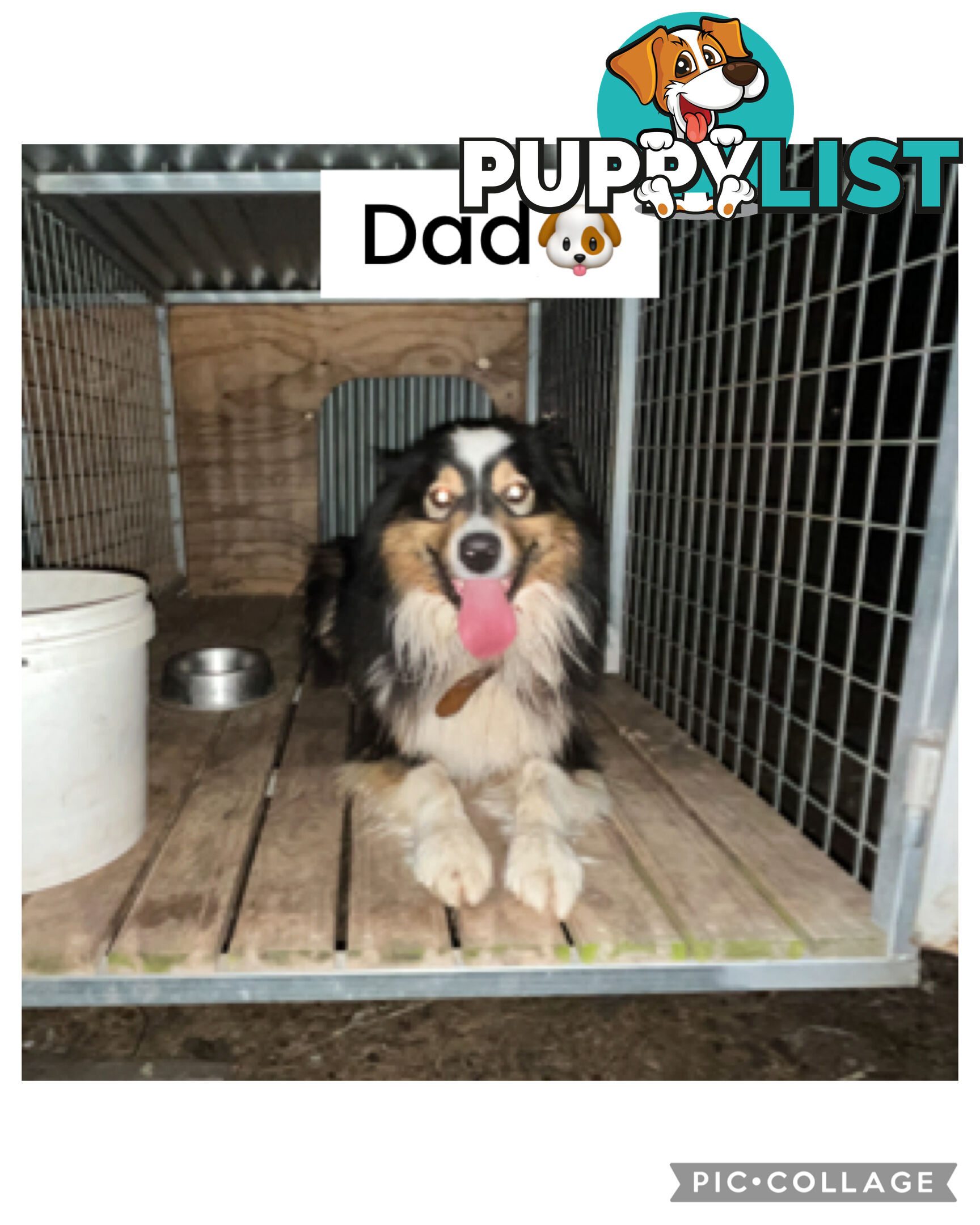 Pure bred Australian shepherd pups
