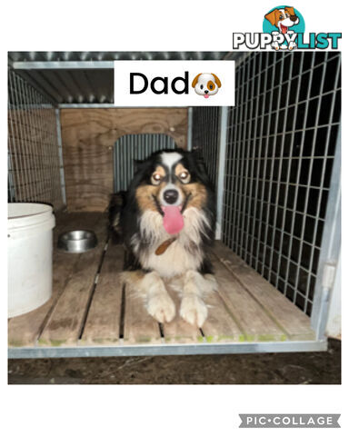 Pure bred Australian shepherd pups